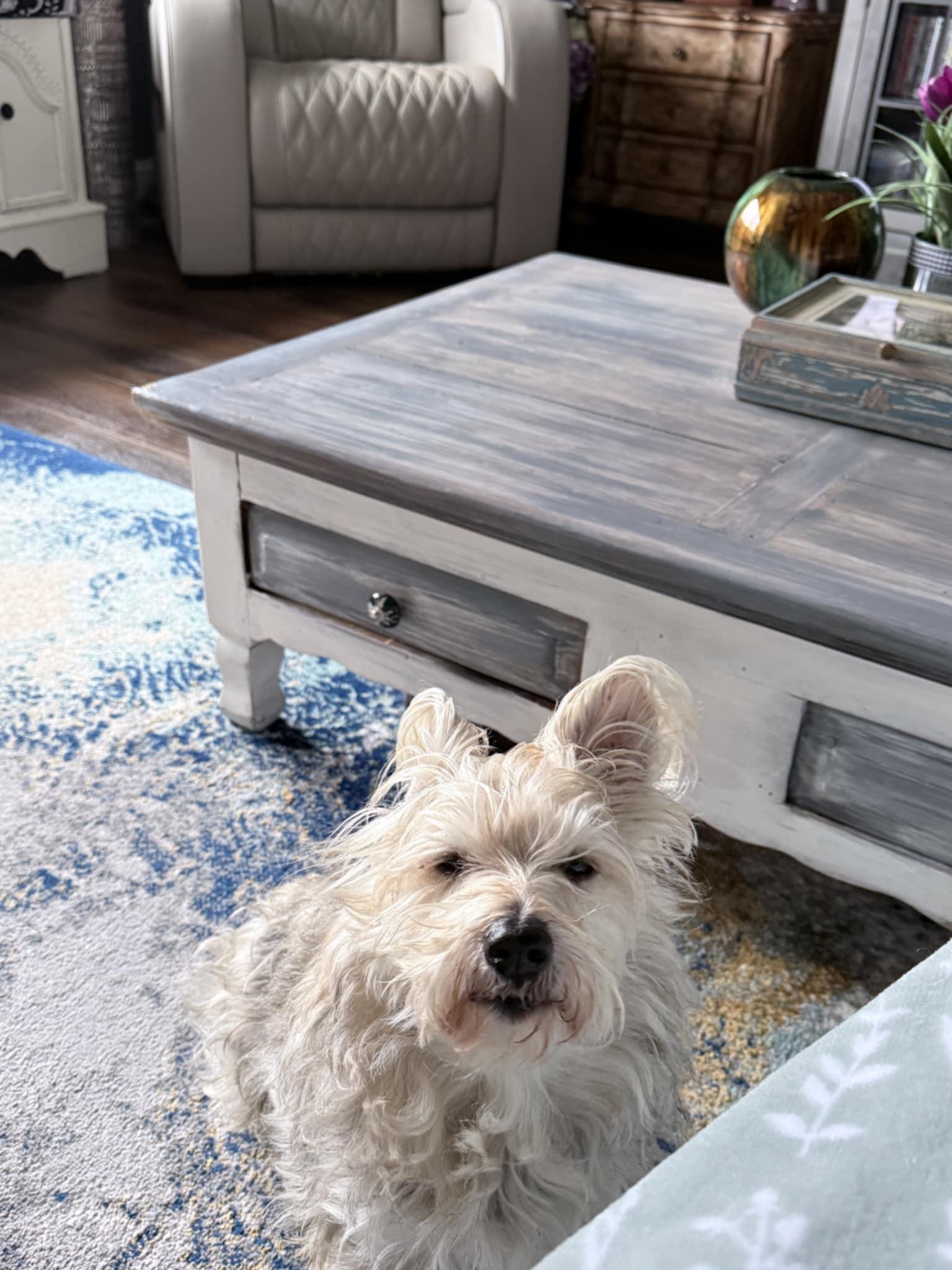 Enlarge JAKE, a ADOPTABLE mixed breed in Loveland, CO image 5/5