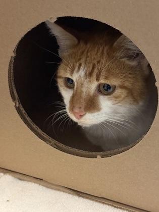 Enlarge Professor Purrington, a Adoptable mixed breed in Maumee, OH image 1/3