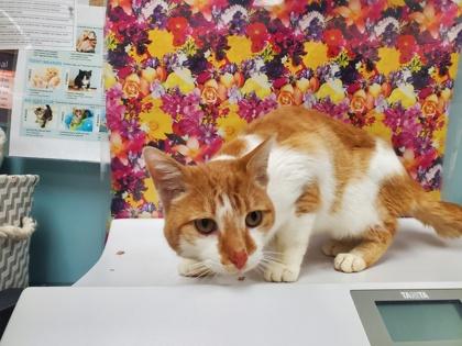 Enlarge Professor Purrington, a Adoptable mixed breed in Maumee, OH image 3/3