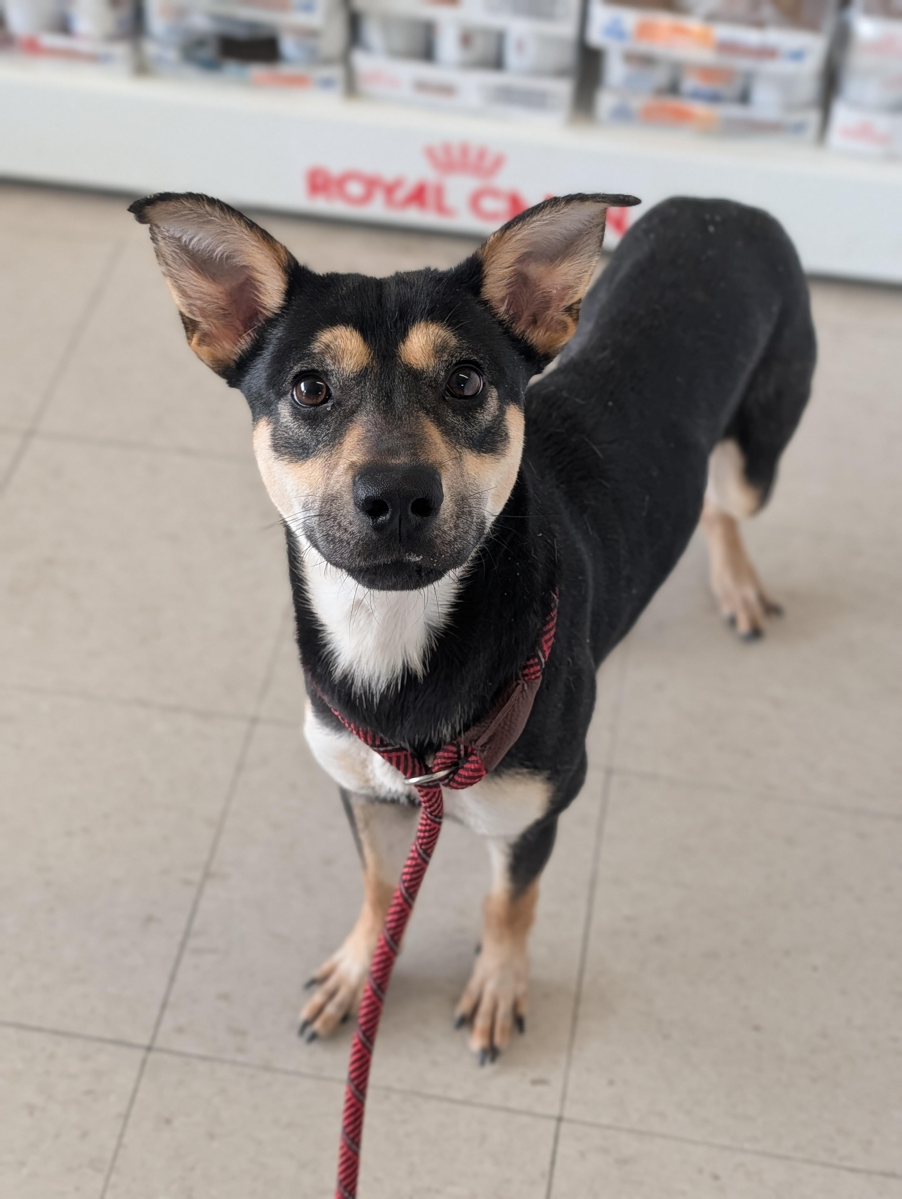 Enlarge Luka, a Adoptable mixed breed in Baton Rouge, LA image 3/4