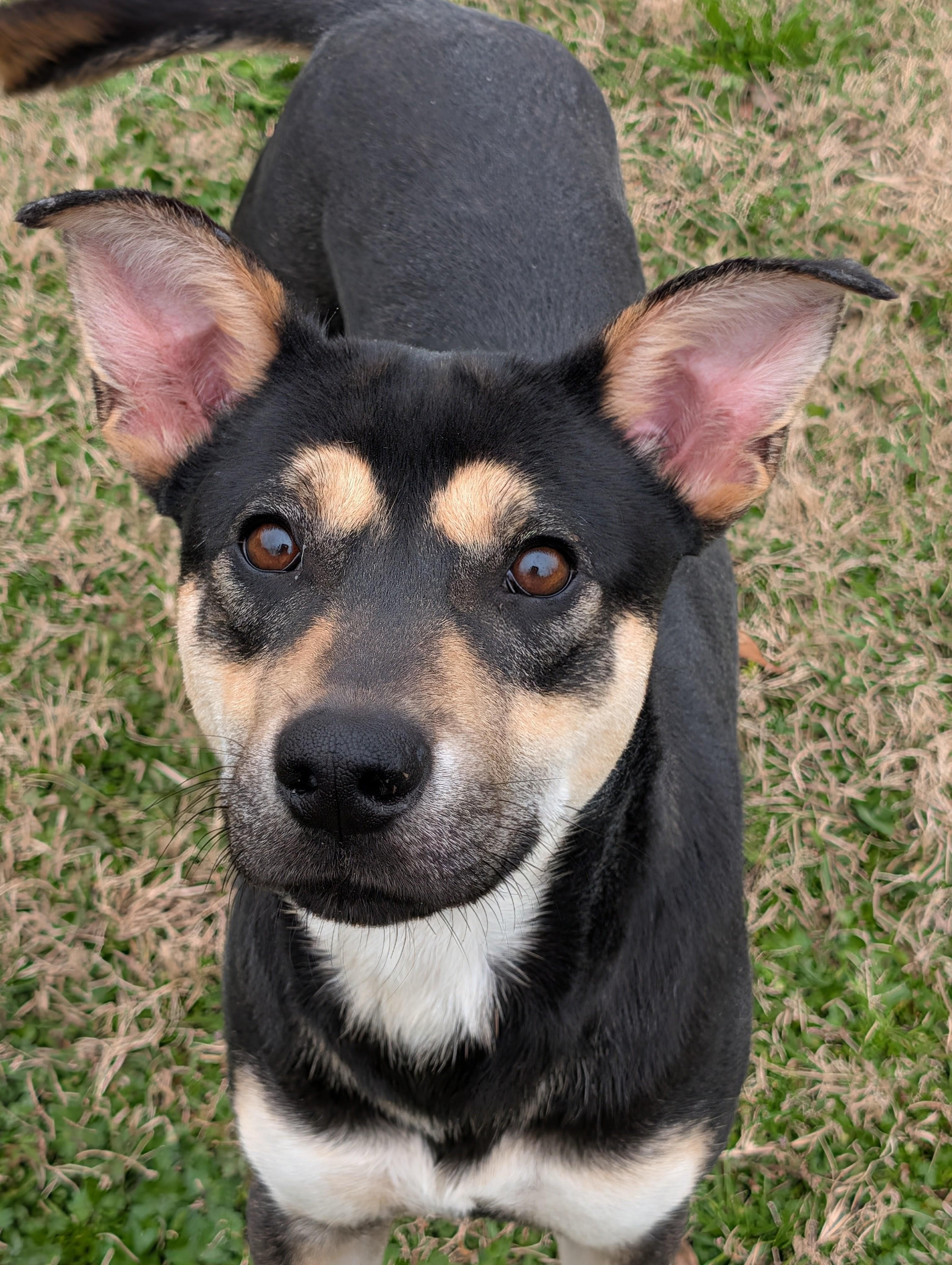 Enlarge Luka, a Adoptable mixed breed in Baton Rouge, LA image 1/4