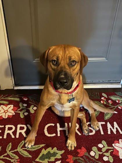 Oleander, Adoptable, Adult Male Mixed Breed & Mixed Breed.