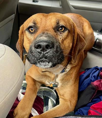 Oleander, a Adoptable Mixed Breed in Chamblee, GA image 2/3