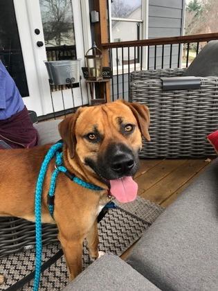 Oleander, a Adoptable Mixed Breed in Chamblee, GA image 3/3