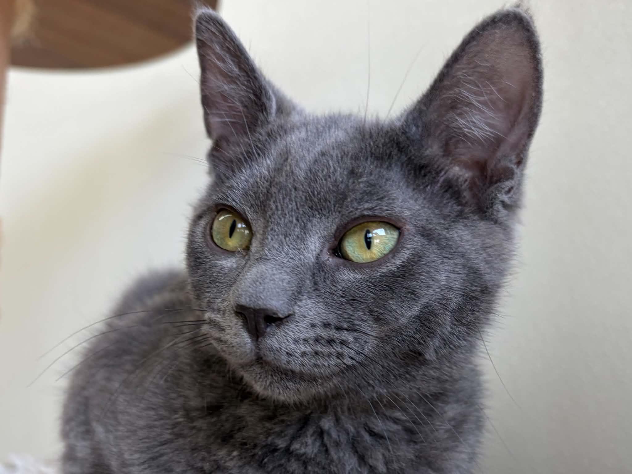 Enlarge Wuzzy, a Adoptable mixed breed in Republic, WA image 2/6