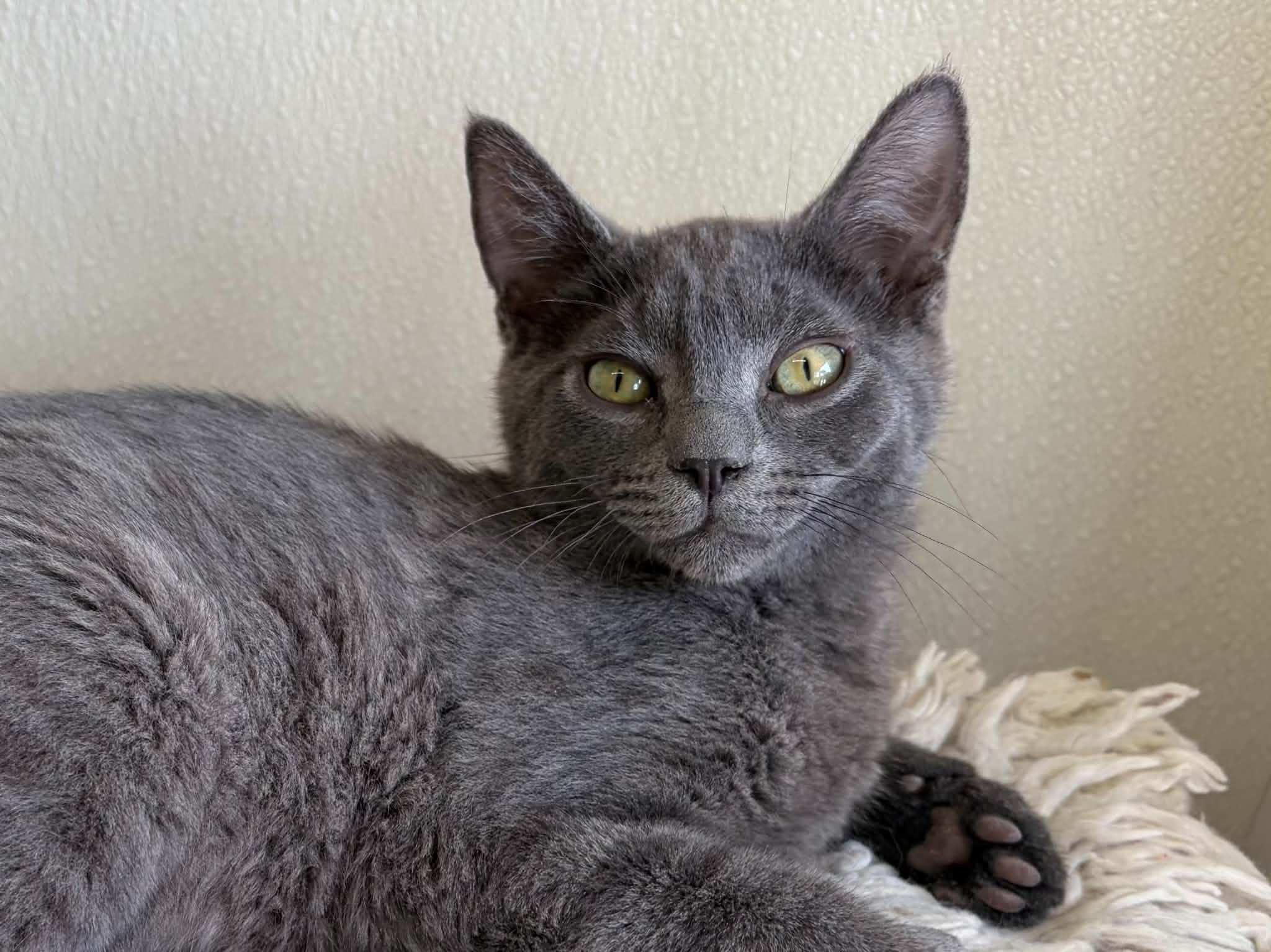 Enlarge Wuzzy, a Adoptable mixed breed in Republic, WA image 3/6