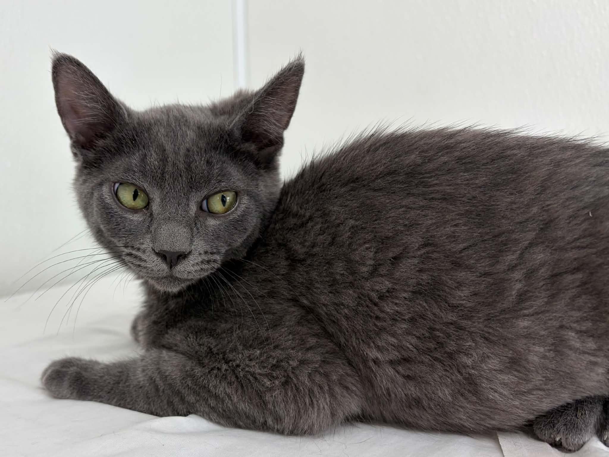 Enlarge Wuzzy, a Adoptable mixed breed in Republic, WA image 5/6