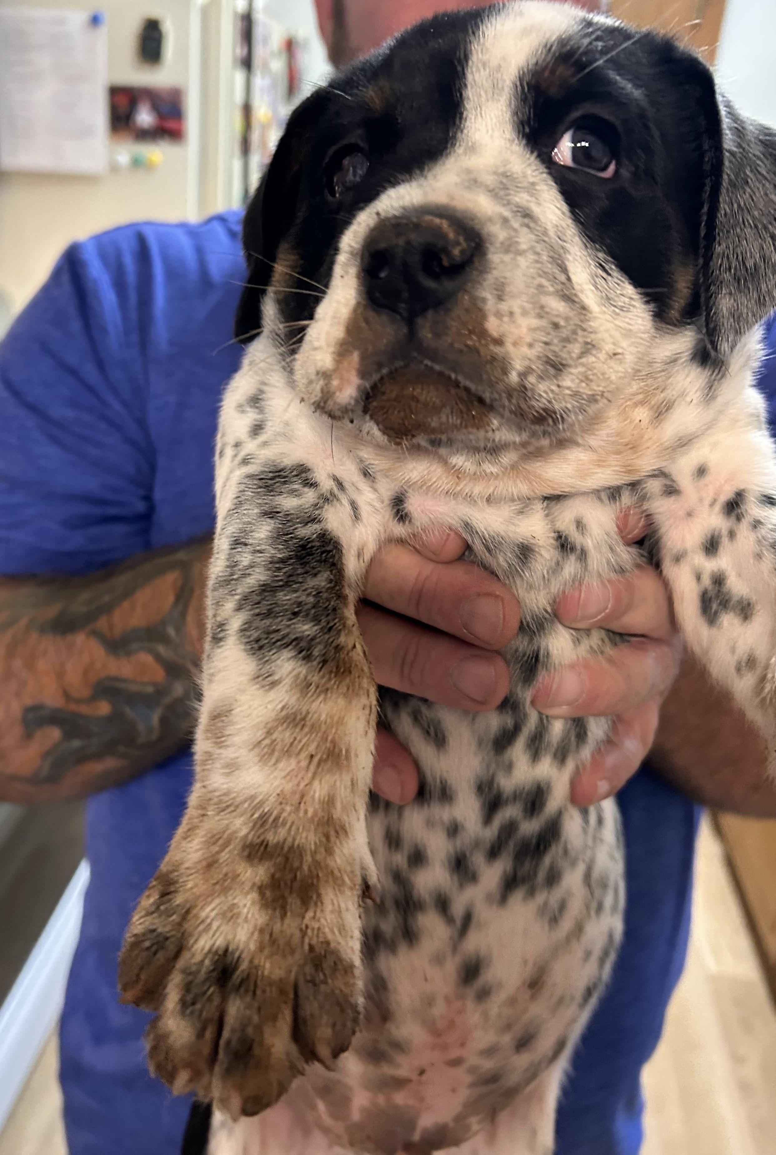 PUPPY LOGAN, a ADOPTABLE mixed breed in Shawnee, OK image 2/2