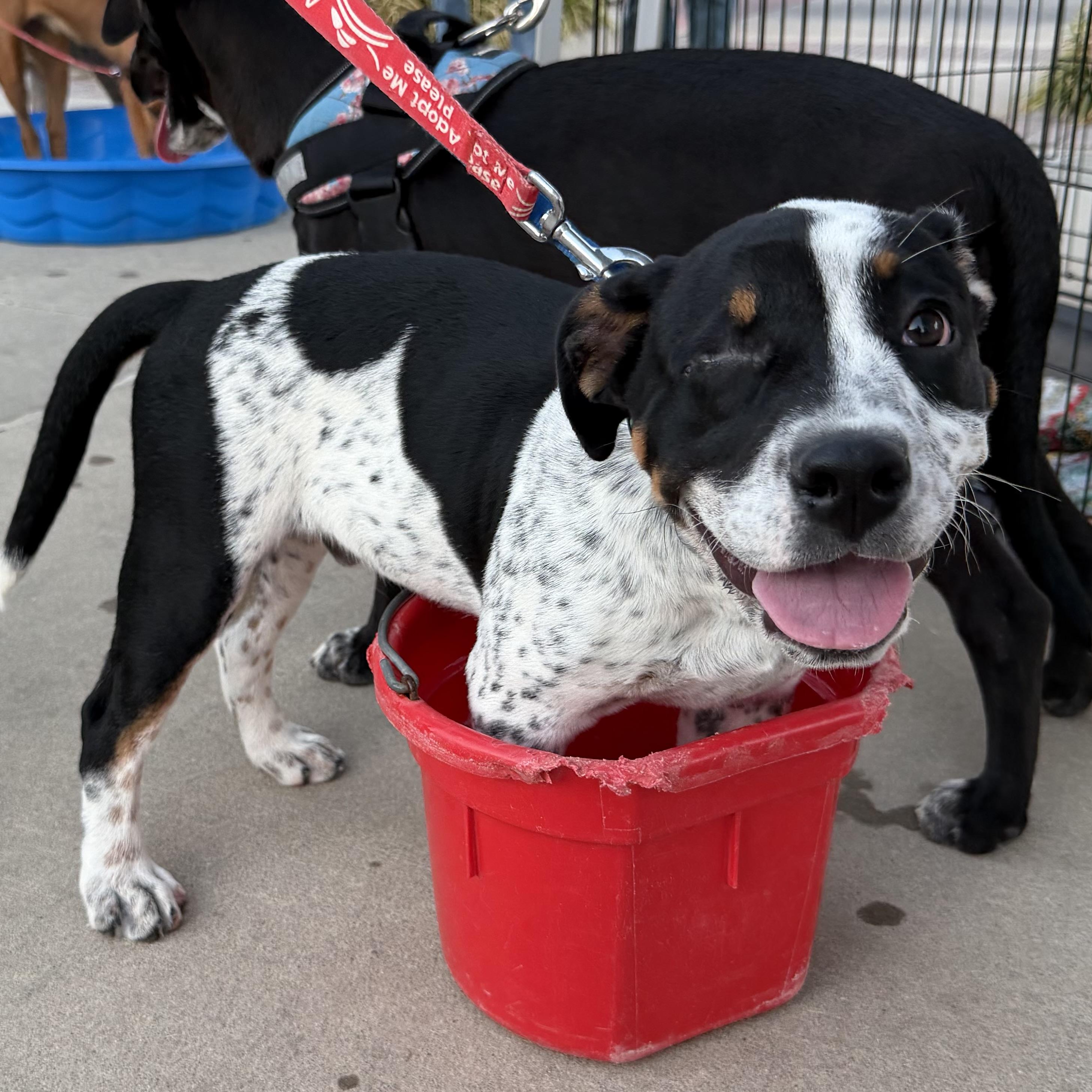 LOGAN, Adoptable, Puppy Male English Bulldog.