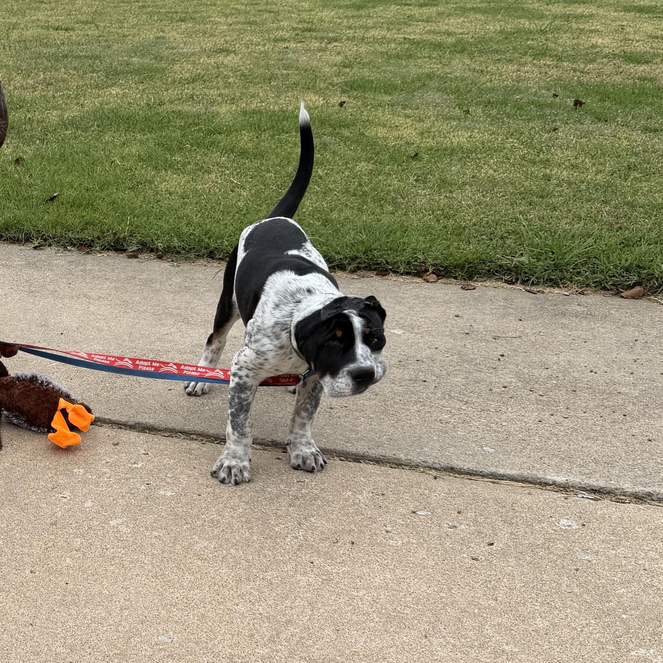 Enlarge LOGAN, a Adoptable mixed breed in Shawnee, OK image 5/5