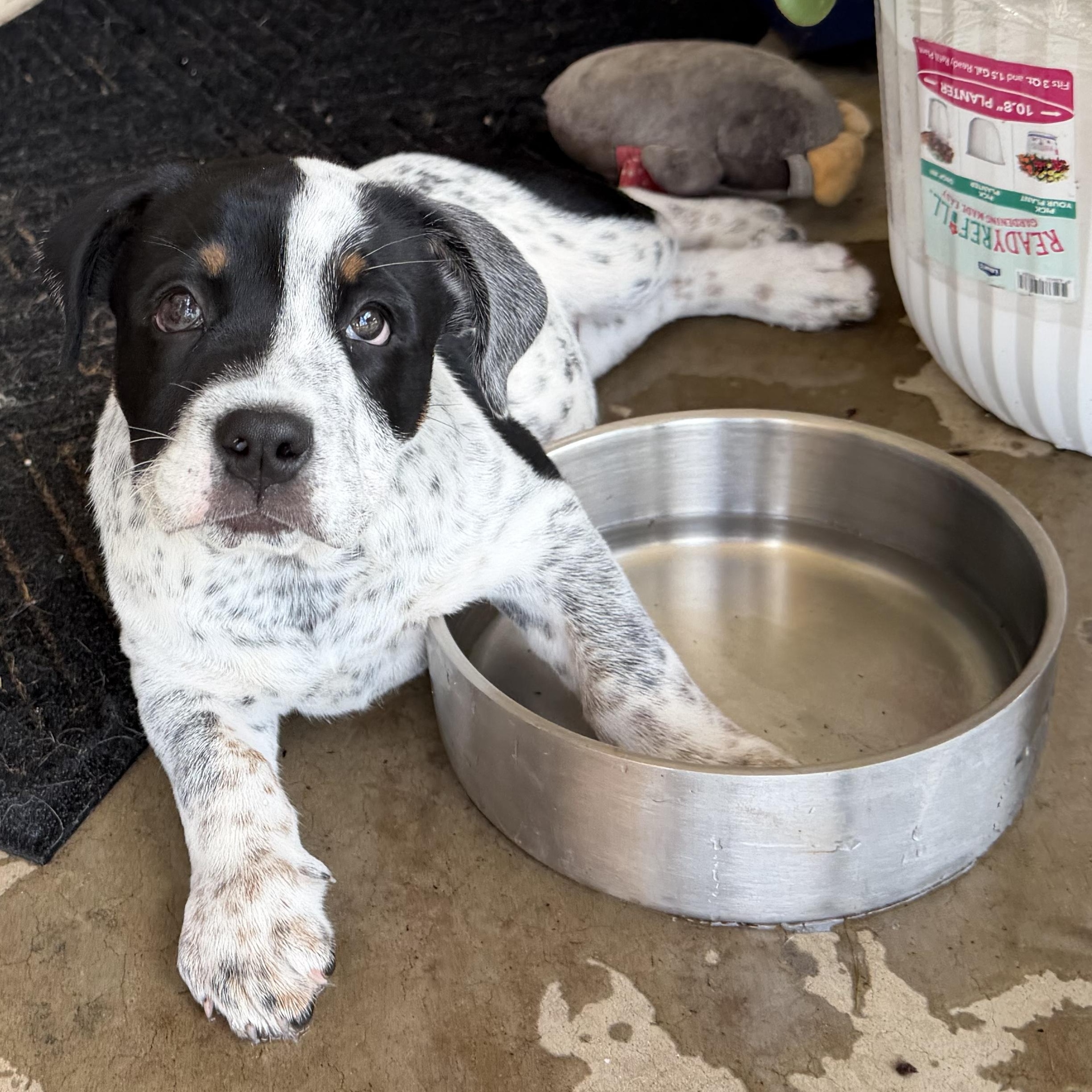 PUPPY LOGAN, ADOPTABLE, Puppy Male English Bulldog.