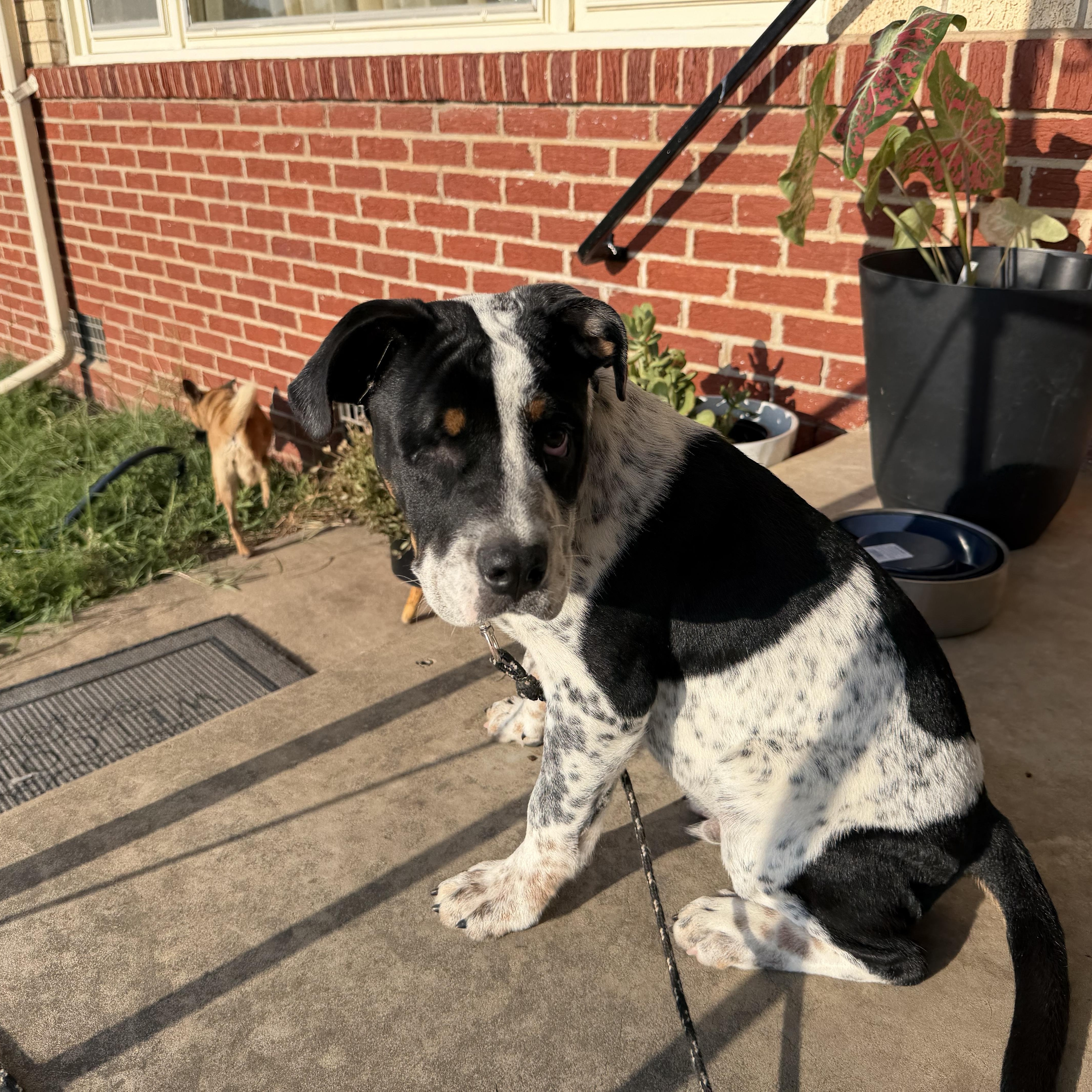 Enlarge LOGAN, a Adoptable mixed breed in Shawnee, OK image 3/5