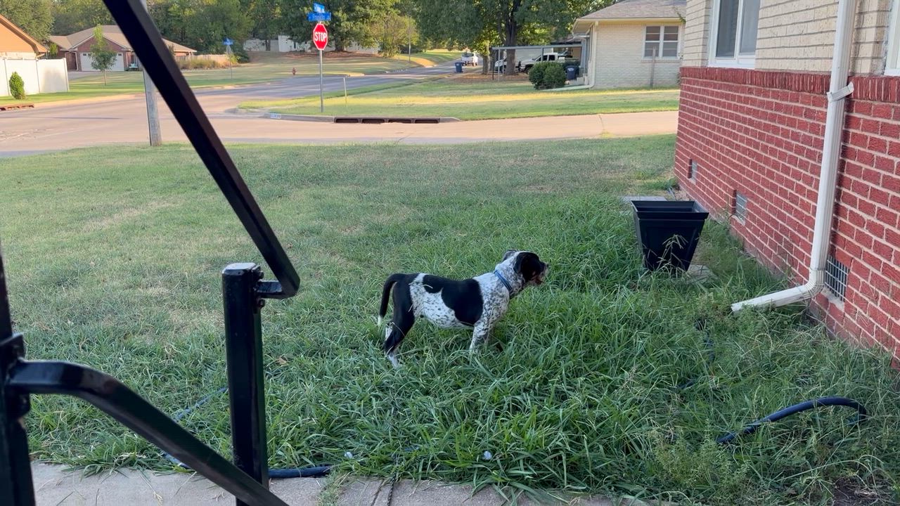 Enlarge LOGAN, a Adoptable mixed breed in Shawnee, OK video 2/5