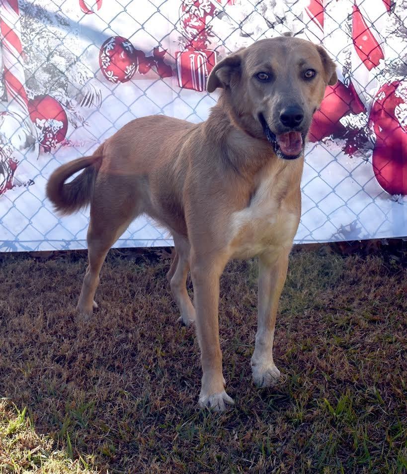 Polly, Adoptable, Adult Female Mixed Breed.