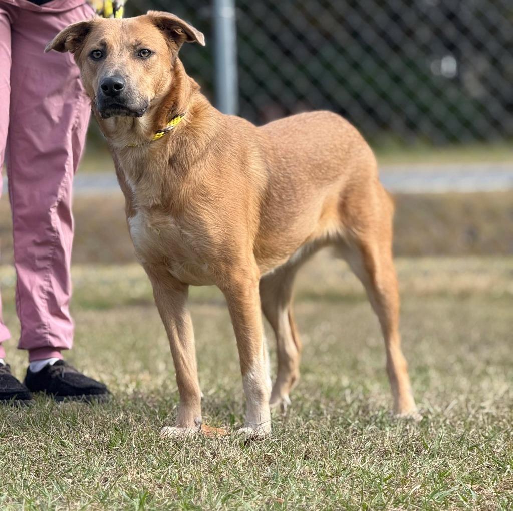 Enlarge Polly, a Adoptable mixed breed in Kingsland, GA image 2/2