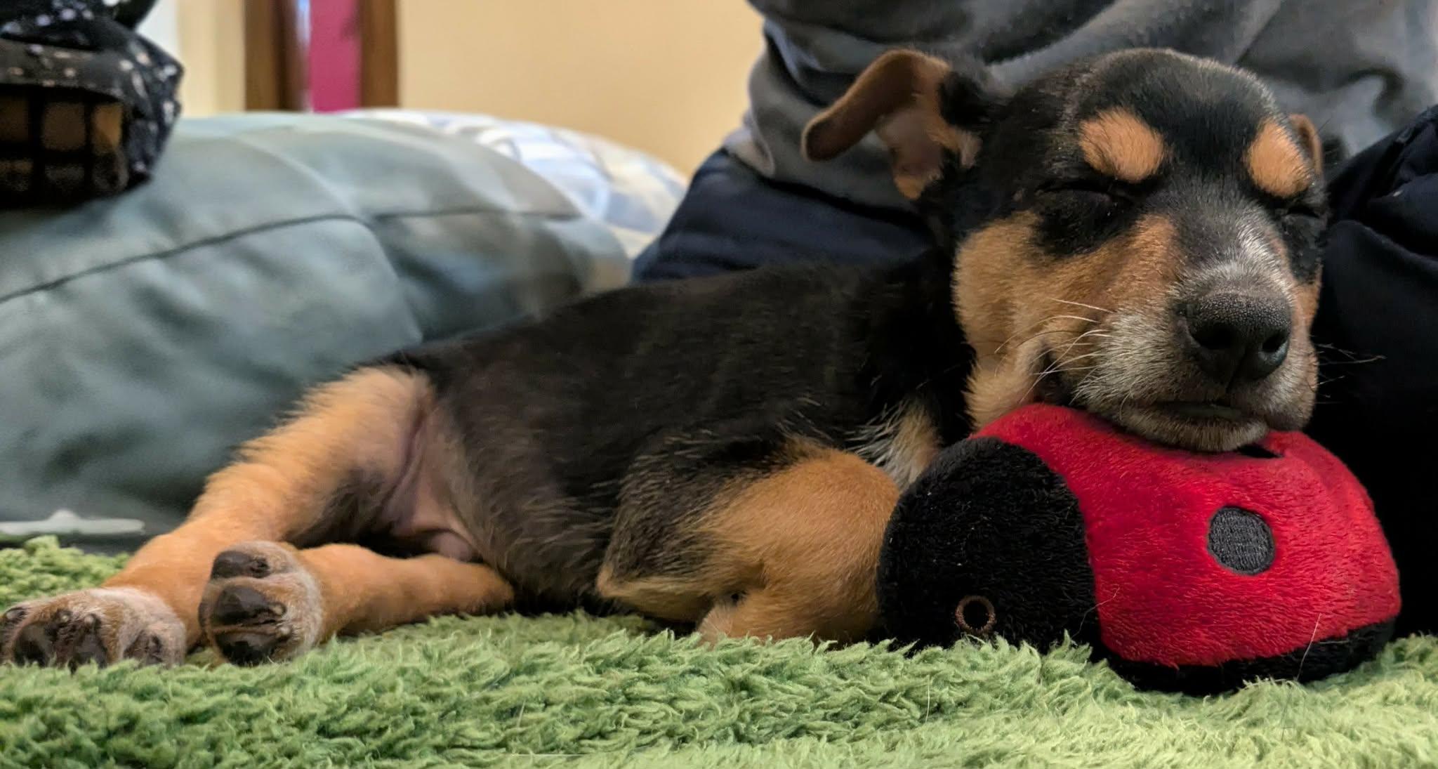 Enlarge Daredevil (Superhero litter), an adoptable mixed breed in Silvana, WA image 3/6