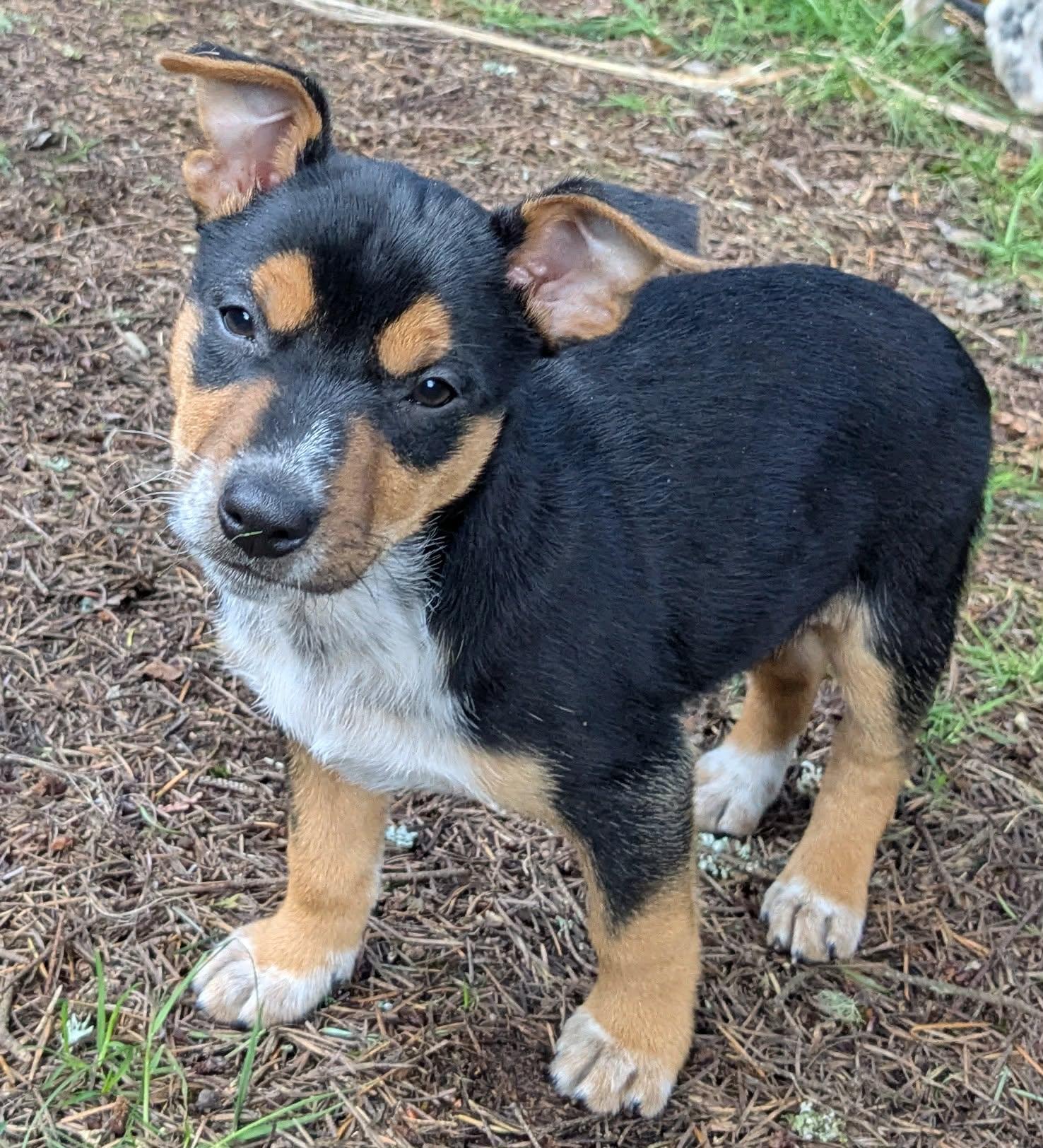 Enlarge Daredevil (Superhero litter), an adoptable mixed breed in Silvana, WA image 1/6