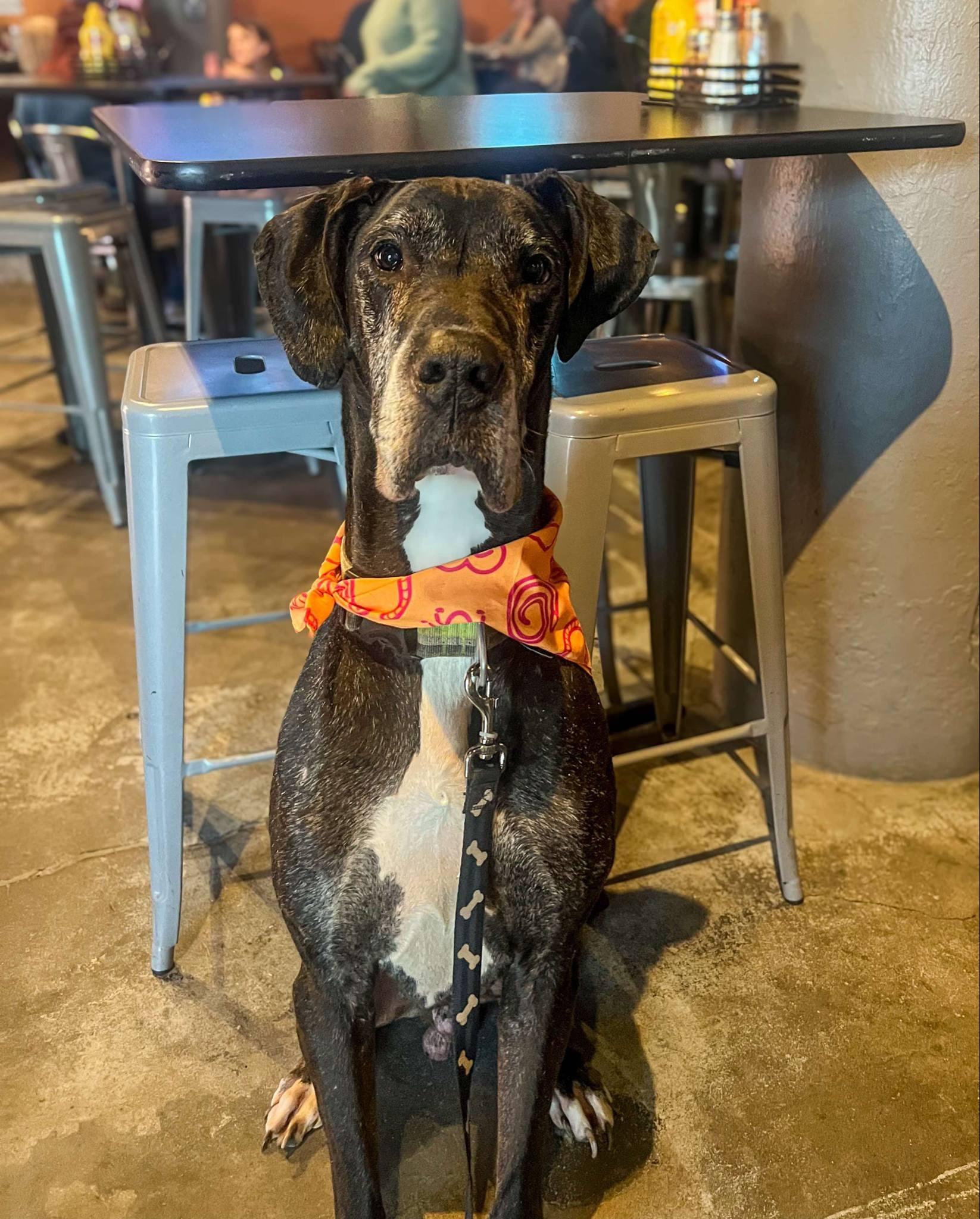 Hops, Adult Male Great Dane