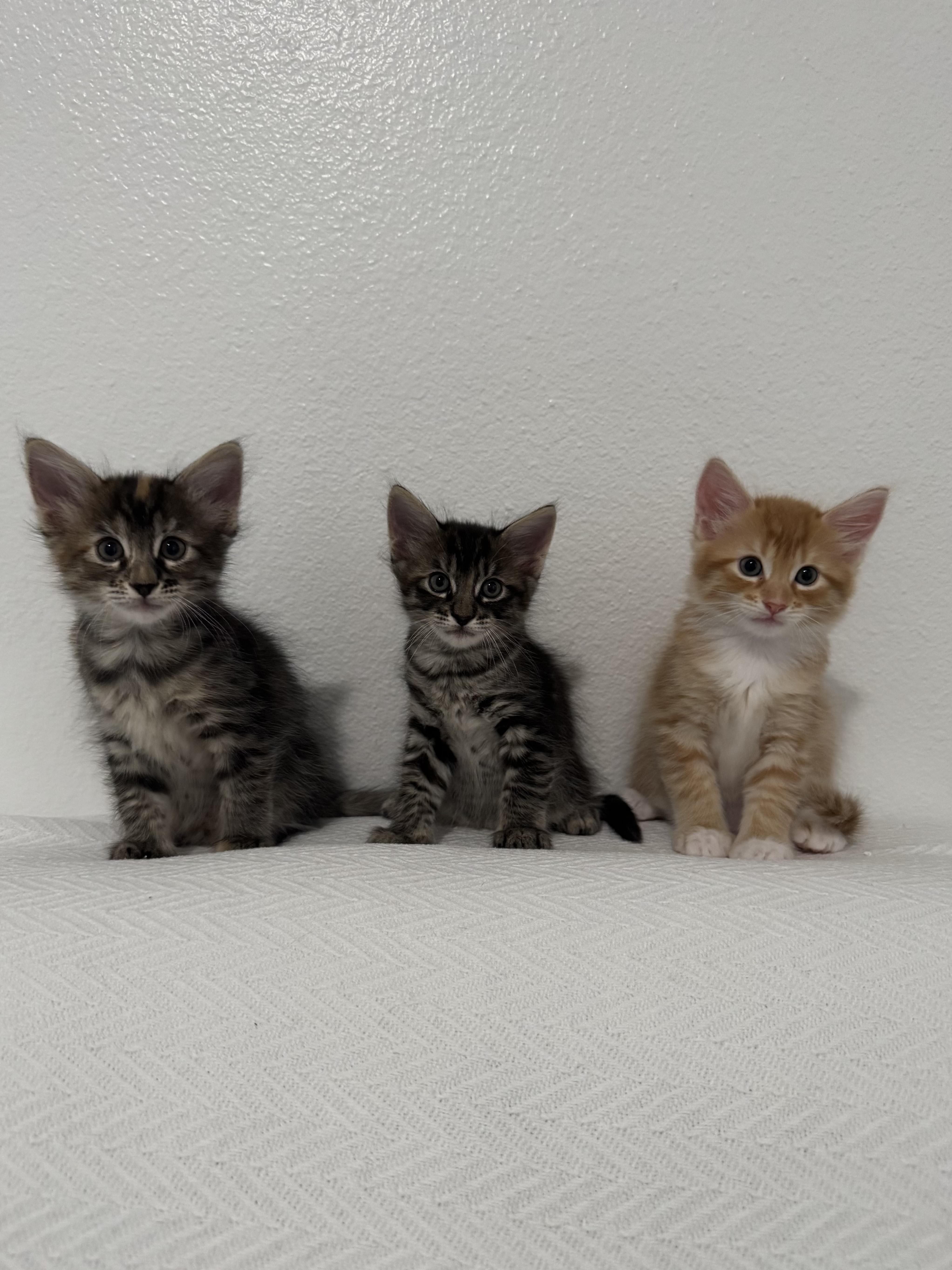 Enlarge You Pick Two - Cap'n Crunch, Lucky Charm, and Cocoa Puff, a Adoptable Domestic Short Hair in Denver, CO image 2/6
