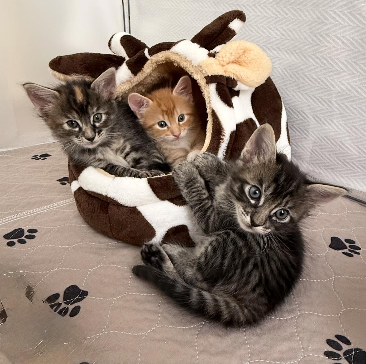Enlarge You Pick Two - Cap'n Crunch, Lucky Charm, and Cocoa Puff, a Adoptable Domestic Short Hair in Denver, CO image 6/6