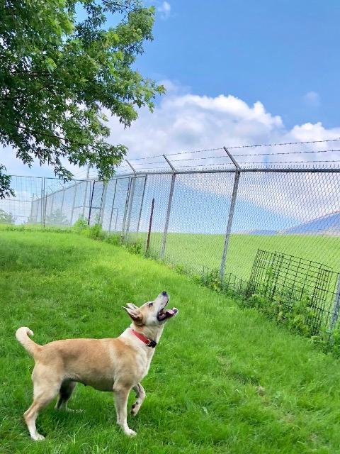 Enlarge Stella, a Adopted mixed breed in Saint James, MN image 1/6