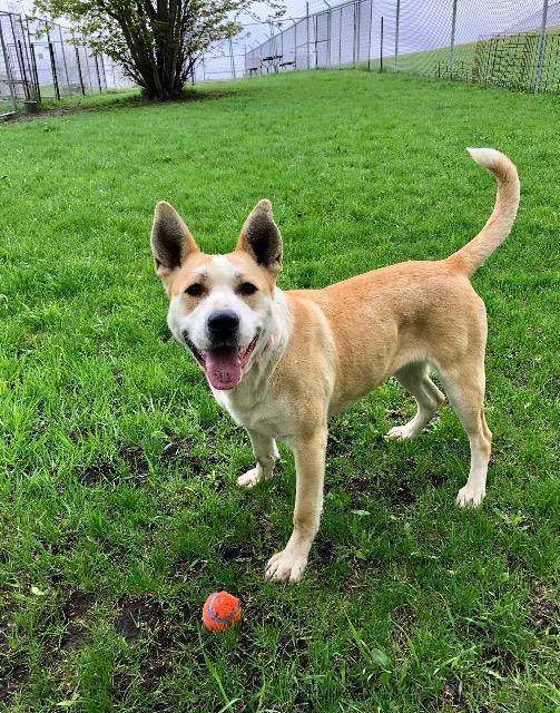 Enlarge Stella, a Adopted mixed breed in Saint James, MN image 4/6