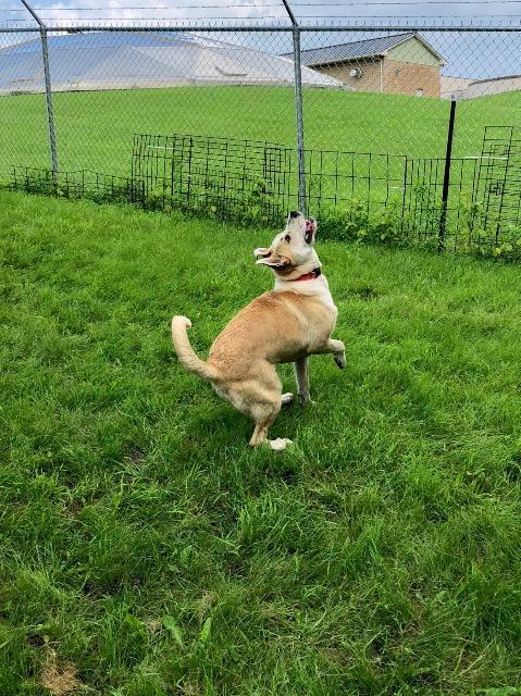 Enlarge Stella, a Adopted mixed breed in Saint James, MN image 5/6