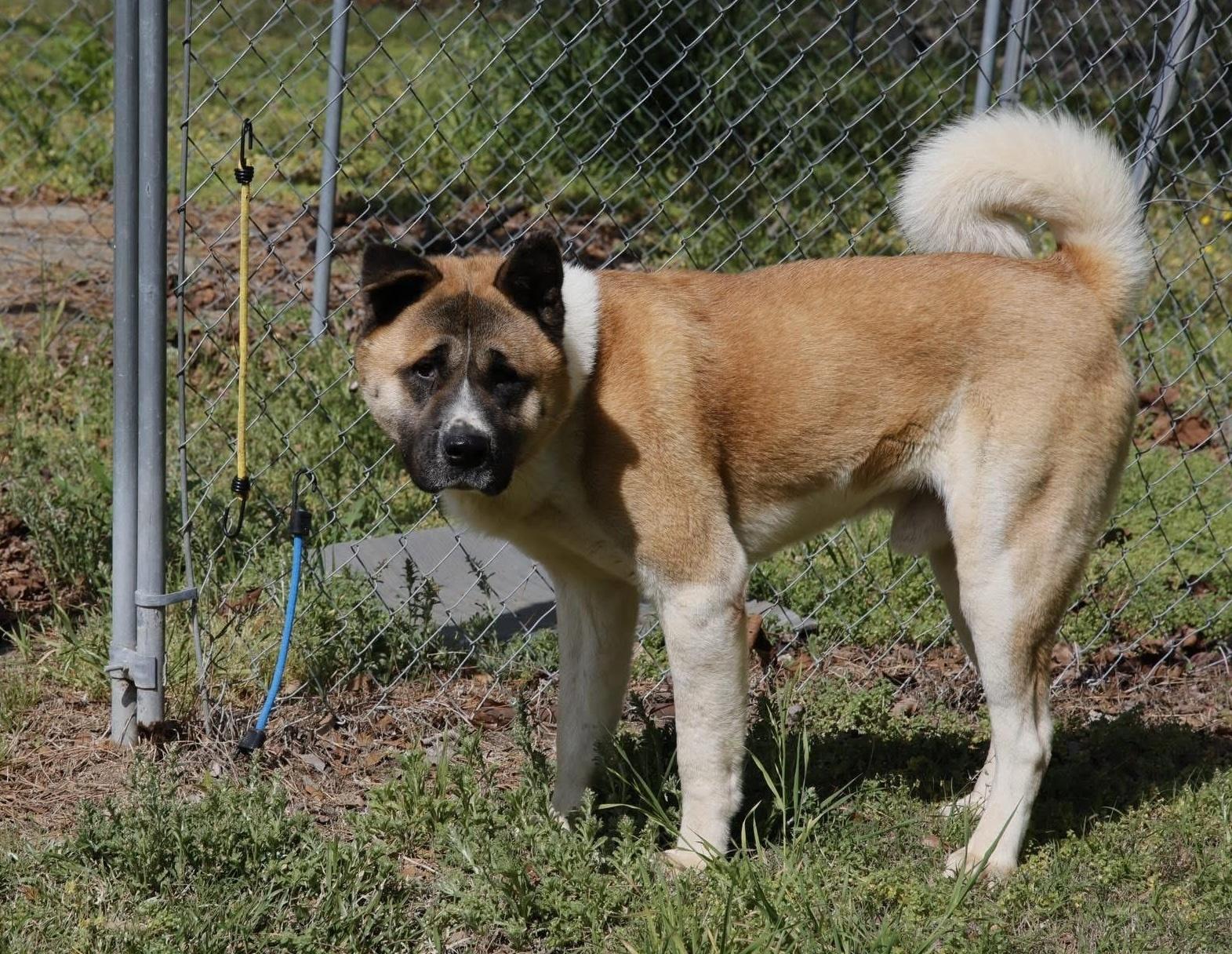 Kazuki, a Adoptable Akita in Toms River, NJ image 4/5
