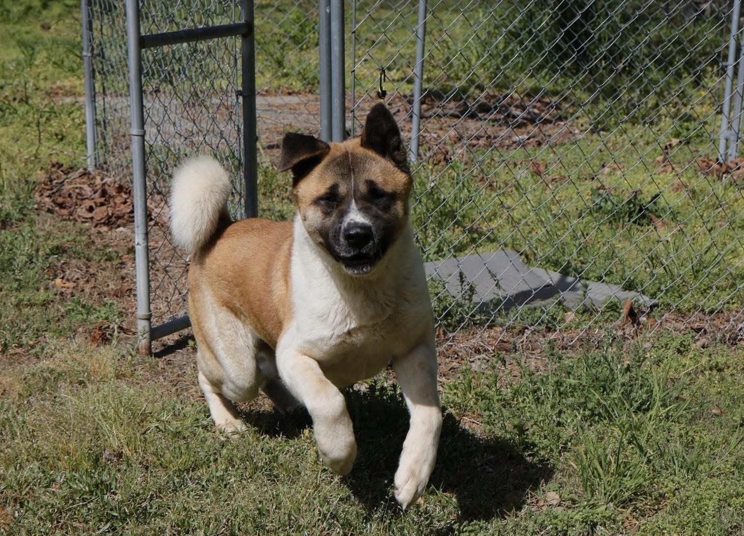 Kazuki, a Adoptable Akita in Toms River, NJ image 2/5