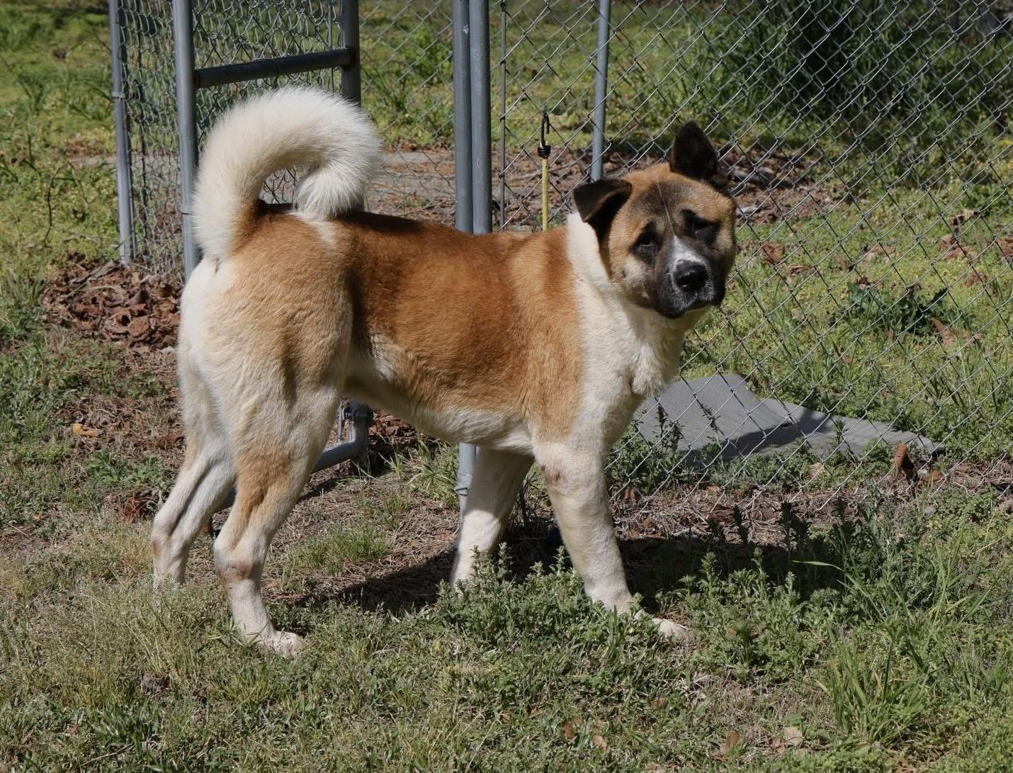 Kazuki, a Adoptable Akita in Toms River, NJ image 5/5