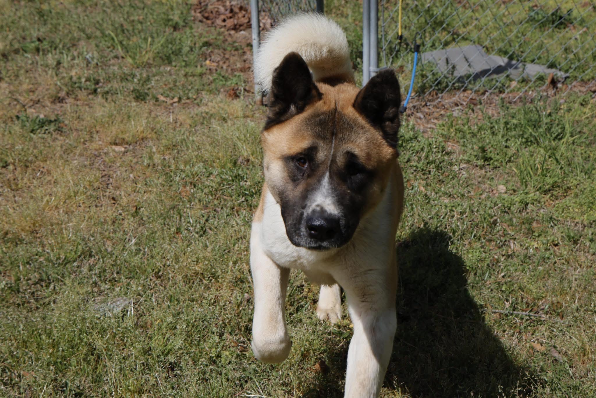 Kazuki, a Adoptable Akita in Toms River, NJ image 3/5
