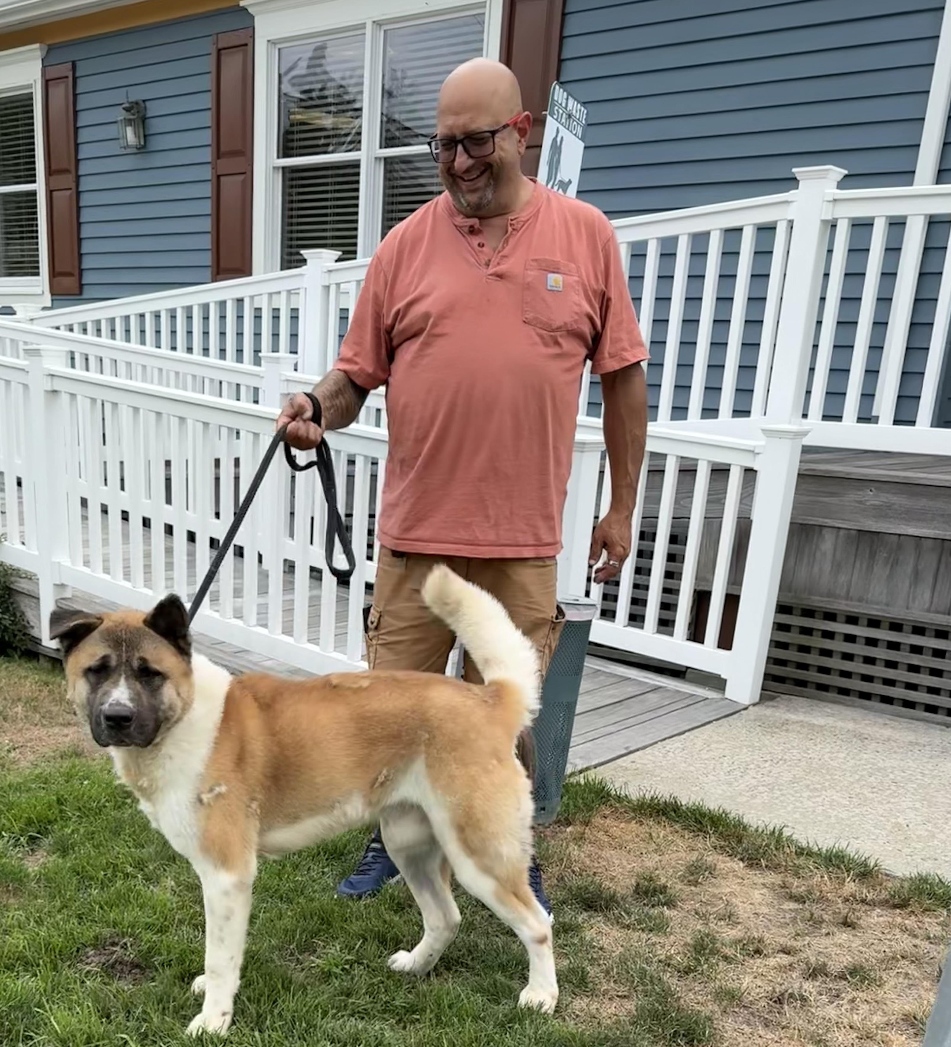 Kazuki ( Kazzy ), Adoptable, Adult Male Akita.