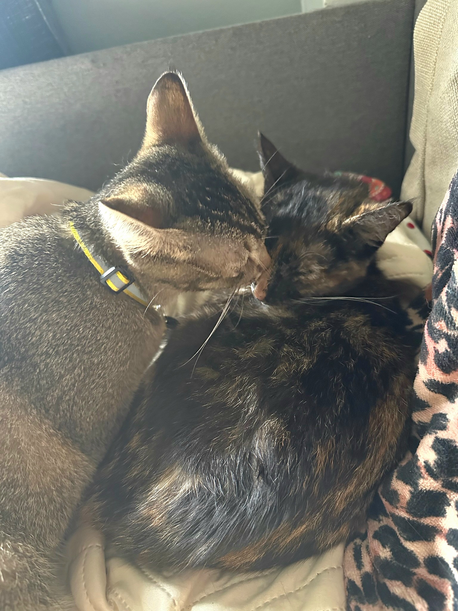 Pink Nose Angel Hair and best friend Temperance Hale kitties!!! photo 5