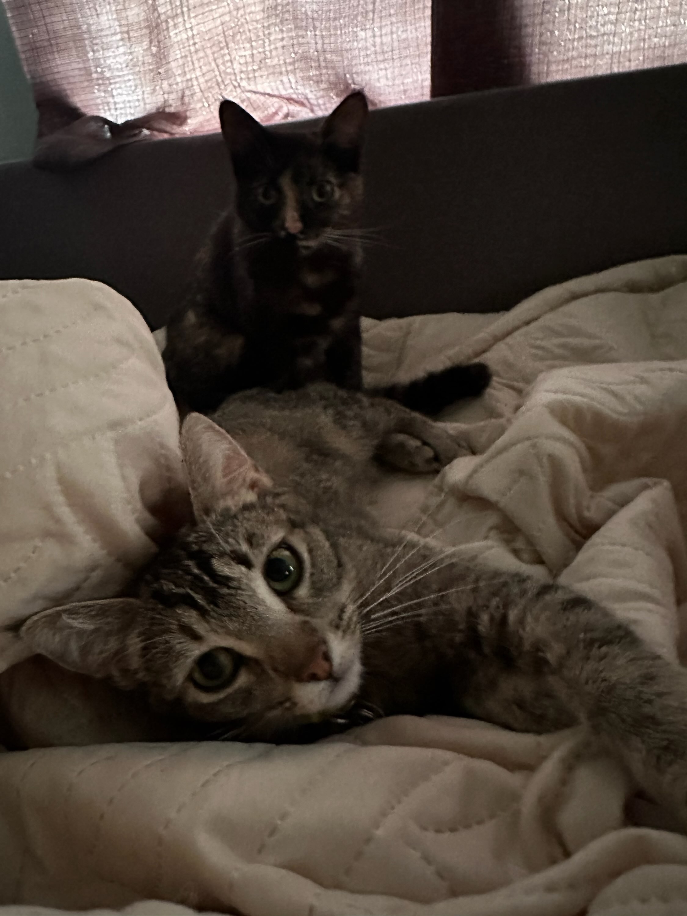 Pink Nose Angel Hair and best friend Temperance Hale kitties!!! photo 1