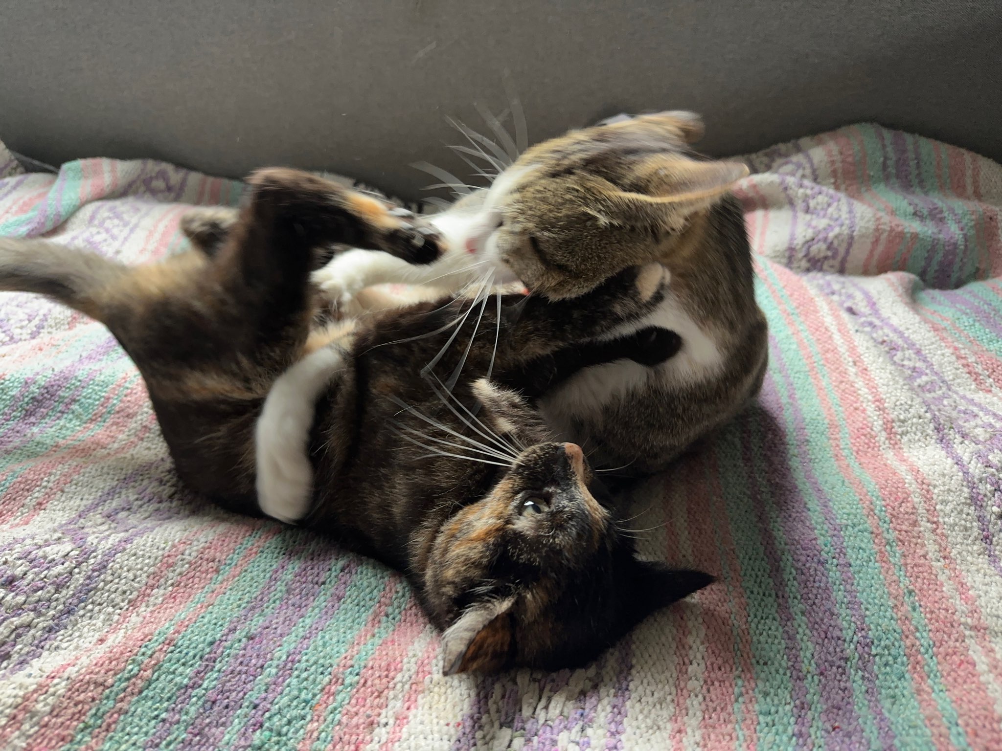 Pink Nose Angel Hair and best friend Temperance Hale kitties!!! photo 3