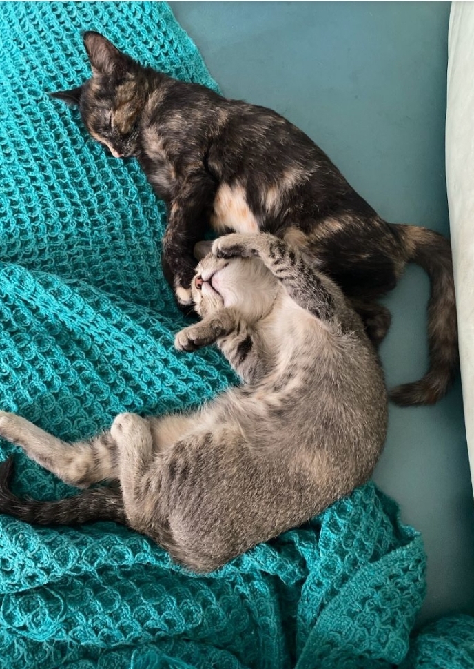Pink Nose Angel Hair and best friend Temperance Hale kitties!!! photo 4