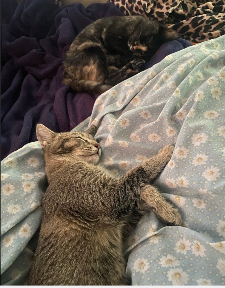 Pink Nose Angel Hair and best friend Temperance Hale kitties!!! photo 2