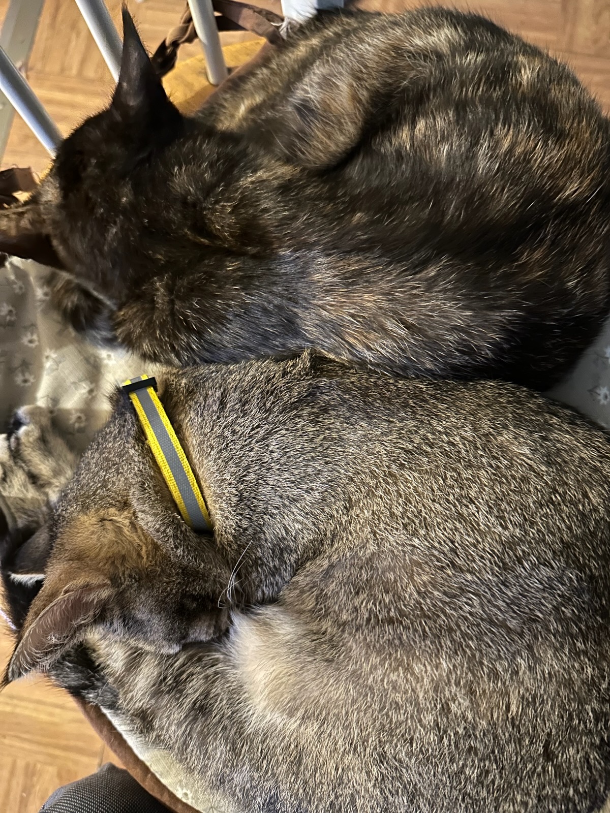 Pink Nose Angel Hair and best friend Temperance Hale kitties!!! photo 6