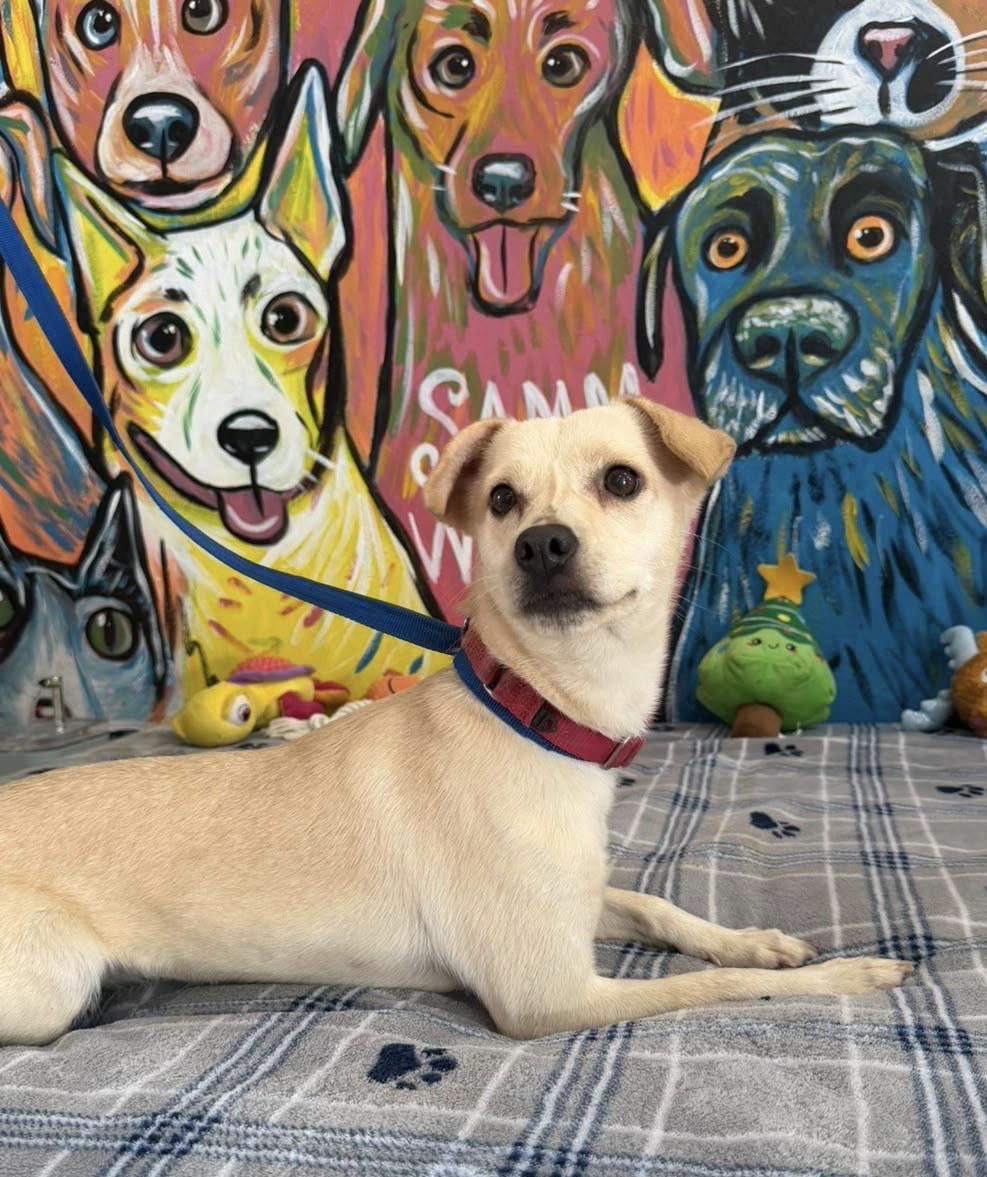 Betsy, ADOPTABLE, Adult Female Chihuahua.