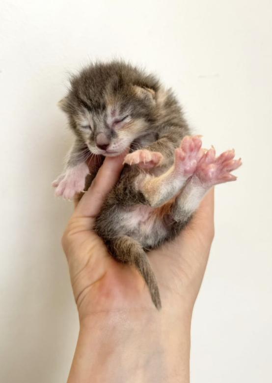 Enlarge Mauve, an adoptable Domestic Short Hair in Columbus, OH image 4/6