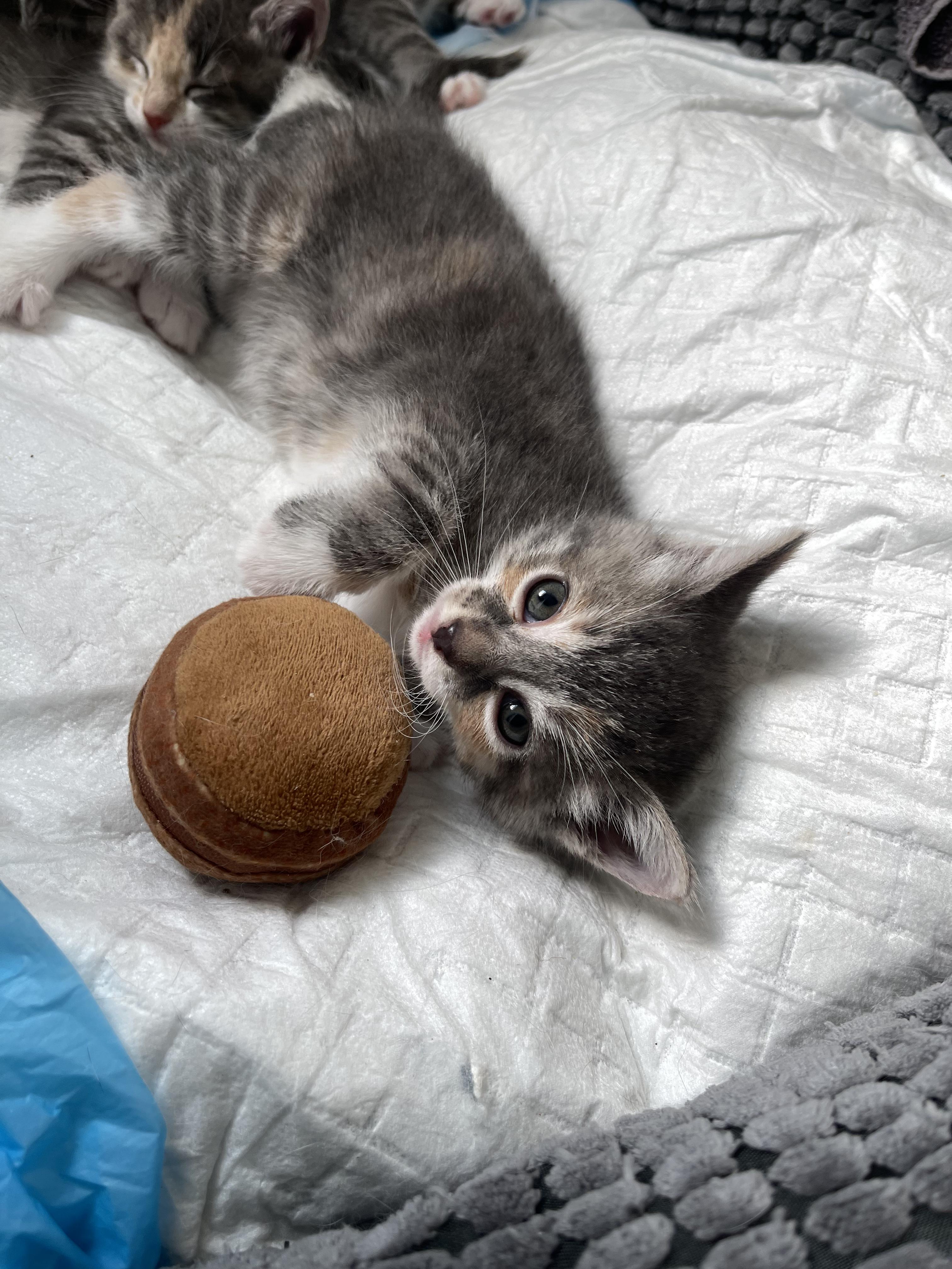 Enlarge Mauve, an adoptable Domestic Short Hair in Columbus, OH image 6/6