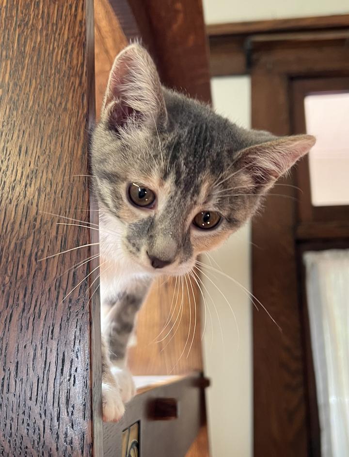 Enlarge Mauve, an adoptable Domestic Short Hair in Columbus, OH image 6/6