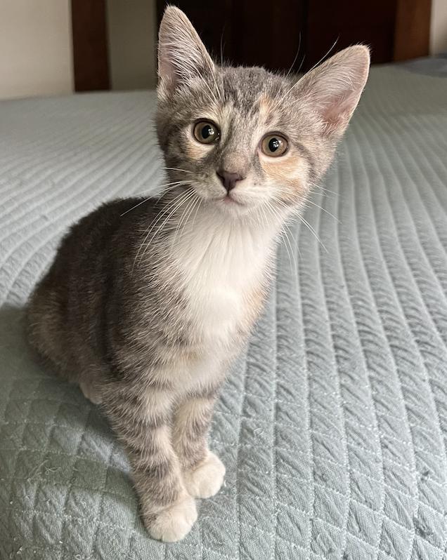 Mauve, adoptable, Kitten Female Domestic Short Hair.