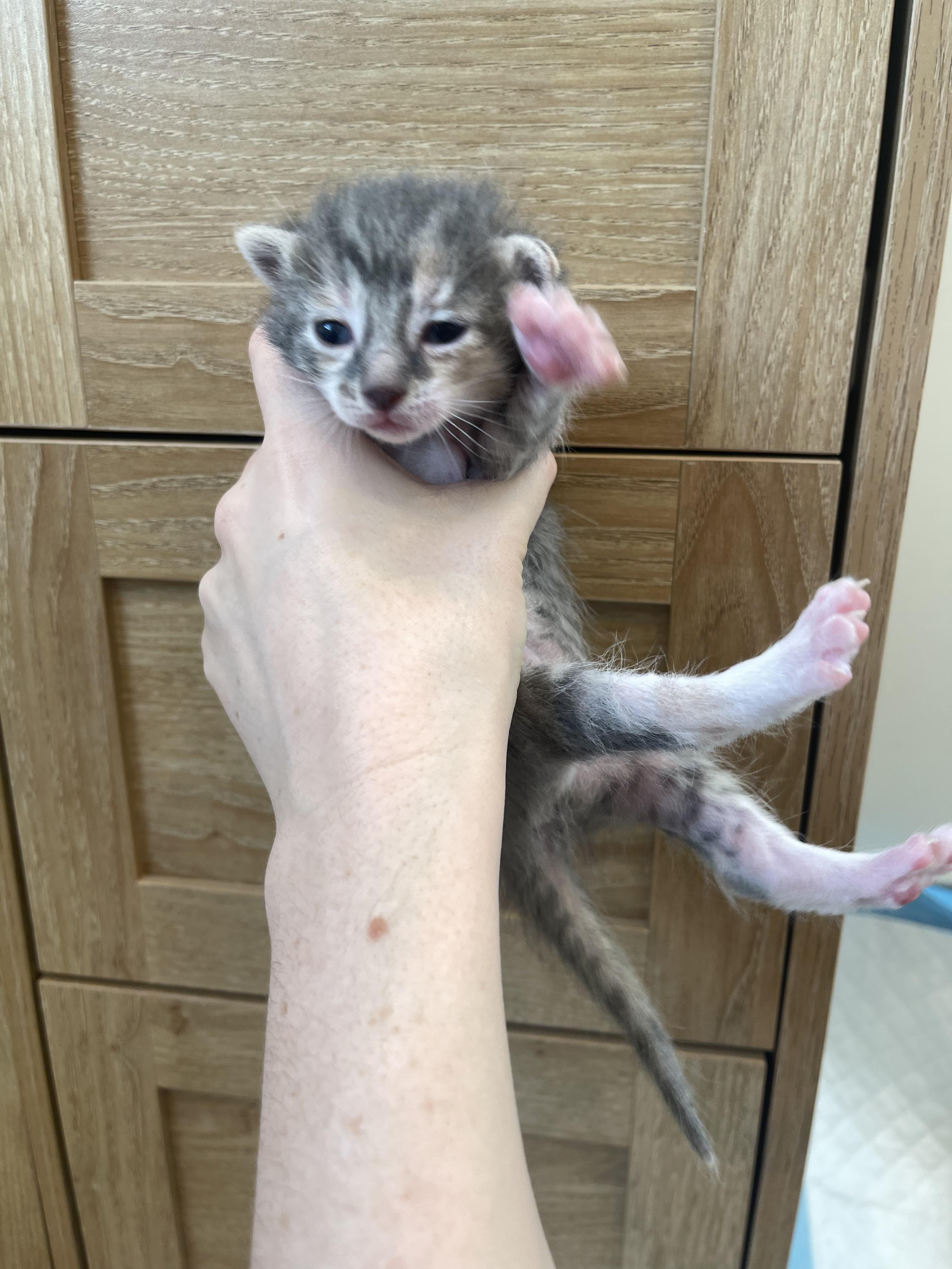 Enlarge Mauve, an adoptable Domestic Short Hair in Columbus, OH image 3/6