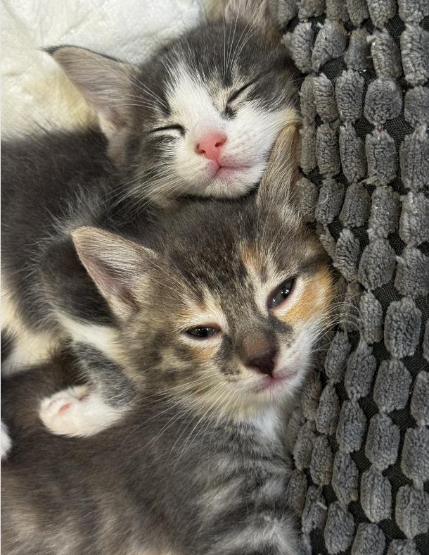 Mauve, adoptable, Kitten Female Domestic Short Hair.