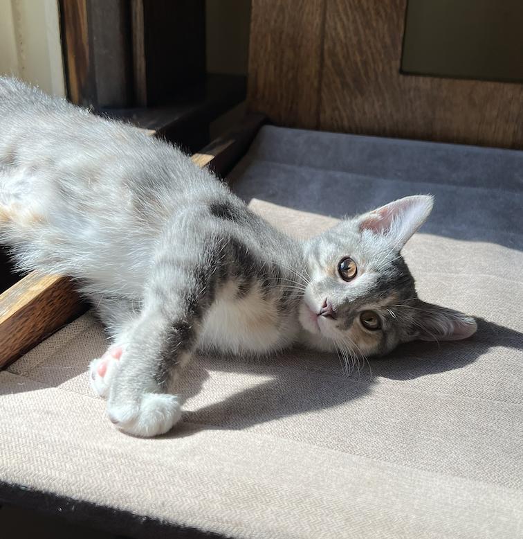 Enlarge Mauve, an adoptable Domestic Short Hair in Columbus, OH image 2/6