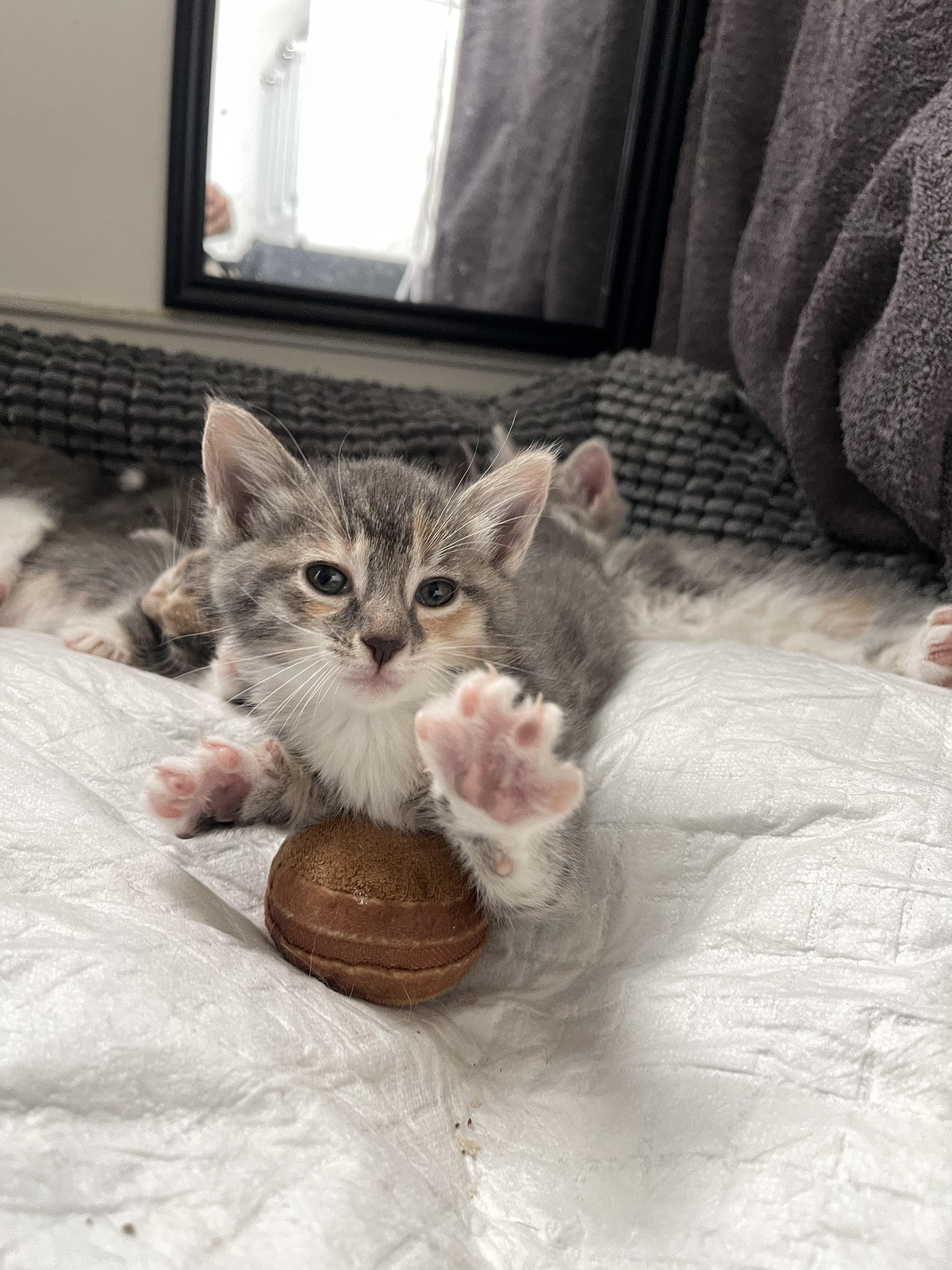 Enlarge Mauve, an adoptable Domestic Short Hair in Columbus, OH image 5/6