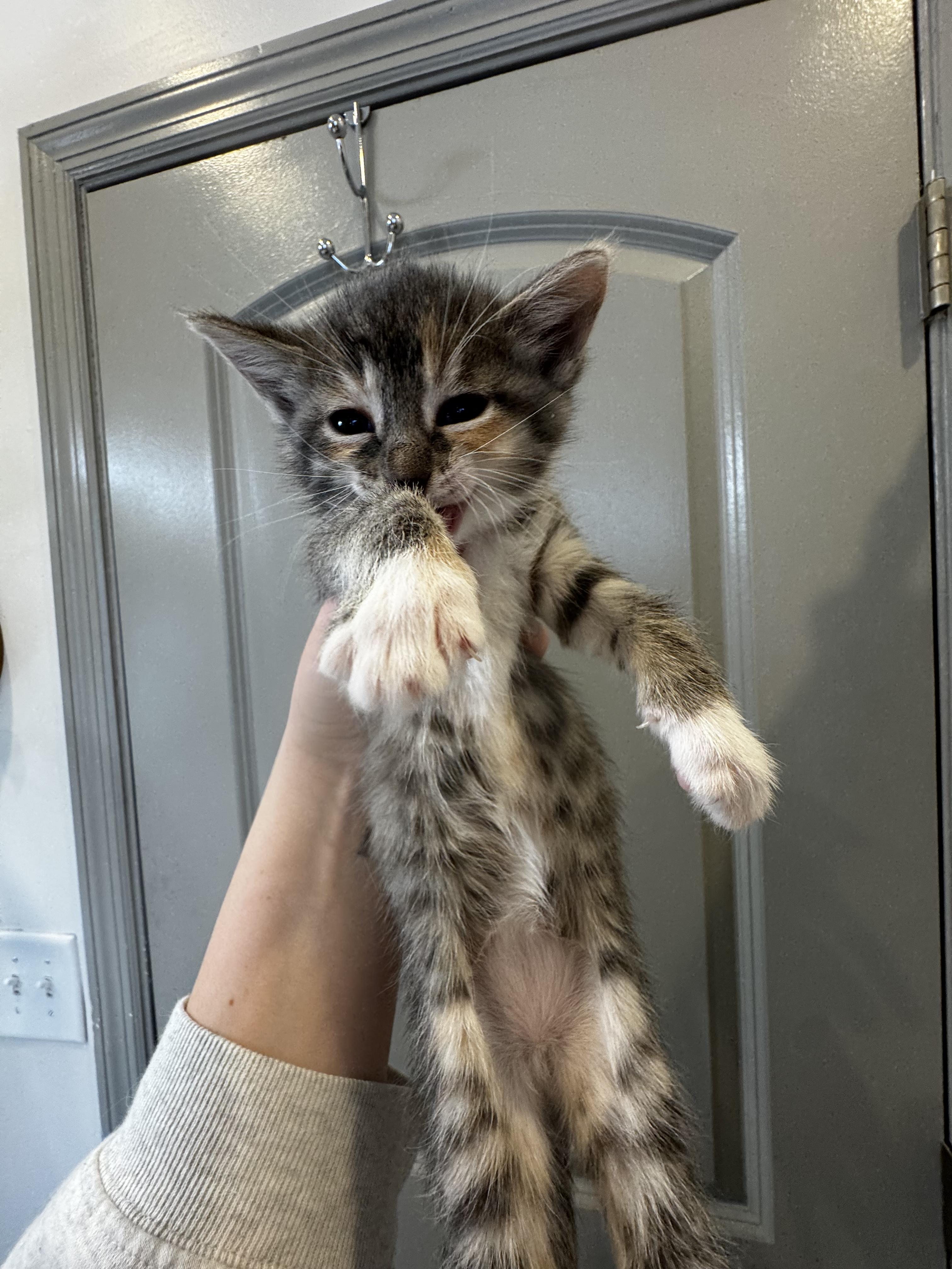 Enlarge Mauve, an adoptable Domestic Short Hair in Columbus, OH image 2/6