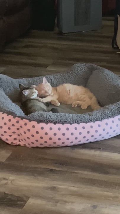 Enlarge Mellie (MUST BE ADOPTED WITH JAZZY), a Adopted Domestic Long Hair in North Platte, NE video 1/6