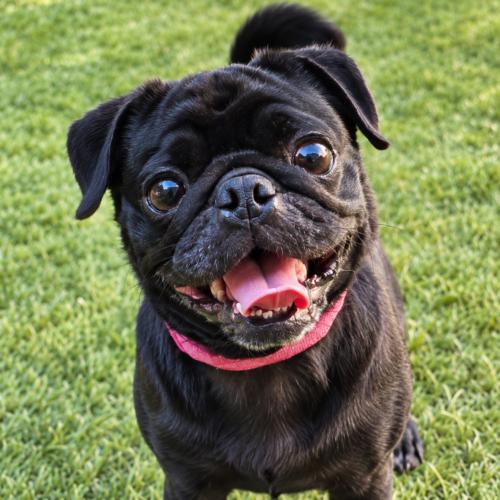 Enlarge Eclipse, a Adoptable Pug in Seattle, WA image 1/1